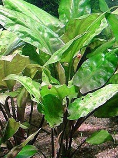 Cryptocoryne Pontederifolia